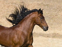 Purebred bay Peruvian Paso stallion running, Ojai, California, USA