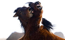 Wild Horses / Mustangs, two young bachelor stallions playing, McCullough Peaks Herd Area, Cody, Wyoming, USA