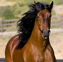 Purebred bay Peruvian Paso stallion running, Ojai, California, USA