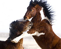 Wild Horses / Mustangs, two young bachelor stallions play fighting, McCullough Peaks Herd Area, Cody, Wyoming, USA