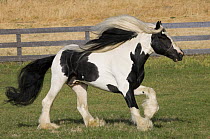 Purebred Gypsy Vanner stallion running, Ojai, California, USA