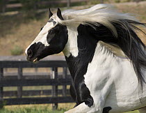 Purebred Gypsy Vanner stallion running, Ojai, California, USA