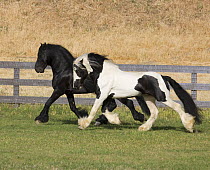 Purebred Gypsy Vanner and black Friesian stallions running, Ojai, California, USA