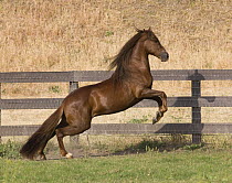 Purebred chestnut Peruvian Paso stallion rearing, Ojai, California, USA