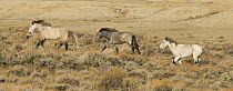Mustangs / wild horses, three grey stallions running, young one in the middle with submissive mouth, Adobe Town Herd Management Area, Southwestern Wyoming, USA