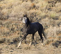 Mustangs / wild horses, grey stallion running, Adobe Town Herd Management Area, Southwestern Wyoming, USA