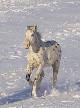 Leopard appaloosa horse running in snow, Flitner Ranch, Shell, Wyoming, USA