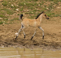 Wild horses / Mustangs, dun filly trotting with tail up at waterhole, Pryor Mountains, Montana, USA