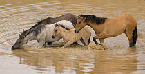 Wild horses / Mustangs, band with dun filly drinking in waterhole, Pryor Mountains, Montana, USA