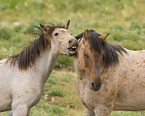 Wild horses / Mustangs, yearling colt biting / grooming bachelor stallion, Pryor Mountains, Montana, USA