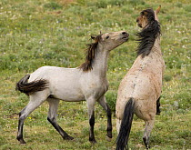 Wild horses / Mustangs, yearling colt playing with  bachelor stallion, Pryor Mountains, Montana, USA