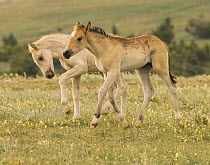 Wild horses / Mustangs, Palomino colt and dun filly playing, Pryor Mountains, Montana, USA