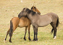 Wild horses / Mustangs, mare and yearling mutual grooming, Pryor Mountains, Montana, USA