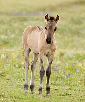 Wild horses / Mustangs, red dun filly in the lupine, Pryor Mountains, Montana, USA