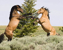Wild horses / Mustangs, red dun and bay stallions rearing, Pryor Mountains, Montana, USA