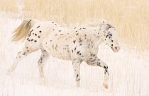 Purebred leopard appaloosa horse running in snow, Flitner Ranch, Shell, Wyoming, USA