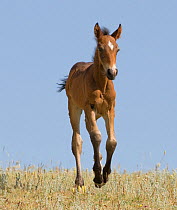 RF- Mustang wild horse, bay foal running, Pryor Mountains, Montana, USA. (This image may be licensed either as rights managed or royalty free.)