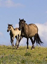 Mustang / wild horse grulla mare trotting with foal running alongside, Pryor Mountains, Montana, USA