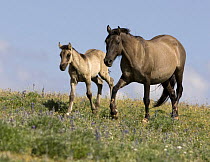 Mustang / wild horse grulla mare and foal trotting, Pryor Mountains, Montana, USA