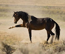 Wild Horses / Mustangs, pinto bachelor stallion striking out with front leg, McCullough Peaks Herd Area, Cody, Wyoming, USA