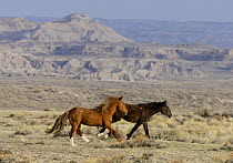 Wild horses / Mustangs, stallion and mare running, Adobe Town Herd Management Area, Southwestern Wyoming, USA