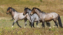 Mustangs / Wild horses, stallion and mare trotting, Return to Freedom Sanctuary, Lompoc, California, USA