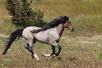 Mustangs / Wild horses, stallion running, Return to Freedom Sanctuary, Lompoc, California, USA