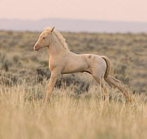Wild Horses / Mustangs, cremello colt stretching, McCullough Peaks Herd Area, Cody, Wyoming, USA