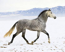 Purebred Grey Andalusian mare trotting through the snow, Longmont, Colorado, USA