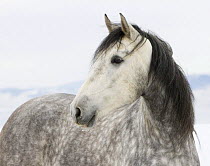 Purebred Grey Andalusian mare in snow, Longmont, Colorado, USA