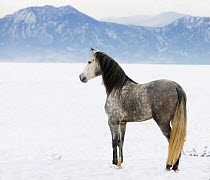 RF- Purebred Grey Andalusian mare looking out over snow, Longmont, Colorado, USA. (This image may be licensed either as rights managed or royalty free.)