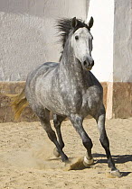 Purebred grey Andalusian mare trotting, Osuna, Spain