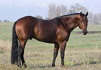 Purebred bay Quarter Horse stallion, Longmont, Colorado, USA