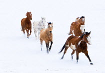 RF- Horses running in snow, Flitner Ranch, Shell, Wyoming, USA. (This image may be licensed either as rights managed or royalty free.)