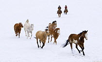Cowgirl and cowboy herding horses in the snow, Flitner Ranch, Shell, Wyoming, USA Model released