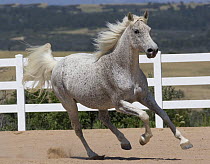 Purebred grey Rocky Mountain mare cantering, Castle Rock, Colorado, USA