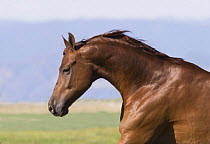 Purebred sorrel Quarter horse gelding, Longmont, Colorado, USA