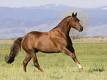 Purebred sorrel Quarter horse gelding cantering, Longmont, Colorado, USA
