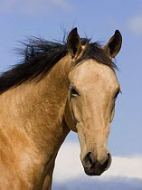 Purebred Quarter horse buckskin filly, portrait, Longmont, Colorado, USA