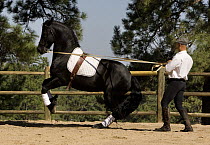 Purebred black Friesian stallion being trained to perform a 'terre a terre', Castle Rock, Colorado, USA  Model released