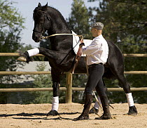 Purebred black Friesian stallion being trained to perform the 'spanish walk', Castle Rock, Colorado, USA  Model released