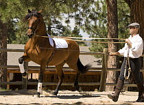 Purebred bay Andalusian stallion being trained to perform the passage, Castle Rock, Colorado, USA Model released