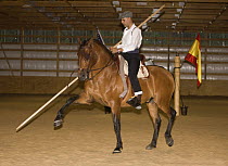 Purebred bay Andalusian stallion being trained to perform the 'spanish walk', rider holding a garroche, Castle Rock, Colorado, USA  Model released