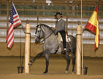 Purebred grey Andalusian stallion being trained to perform the Spanish Walk, rider in traditional Spanish attire, Castle Rock, Colorado, USA Model released