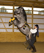 Purebred grey Andalusian stallion being trained to perform the Levade, rider in traditional Spanish attire, Castle Rock, Colorado, USA Model released