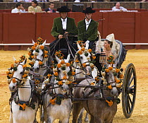 Five grey Andalusian mares pulling carriage at Carriages Exhibition, Seville, Spain