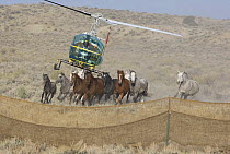 Helicopter used to round up Wild Horses / Mustangs in Sand Wash Herd Area, near Maybell, Colorado, USA
