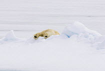 Rear view of Polar bear {Ursus maritimus} climbing over snowbank, Spitsbergen