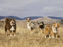 Three purebred Australian Shepherd dogs, Longmont, Colorado, USA