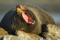 New Zealand fur seal (Arctocephalus forsteri) yawning, Kaikoura, South Island, New Zealand, March